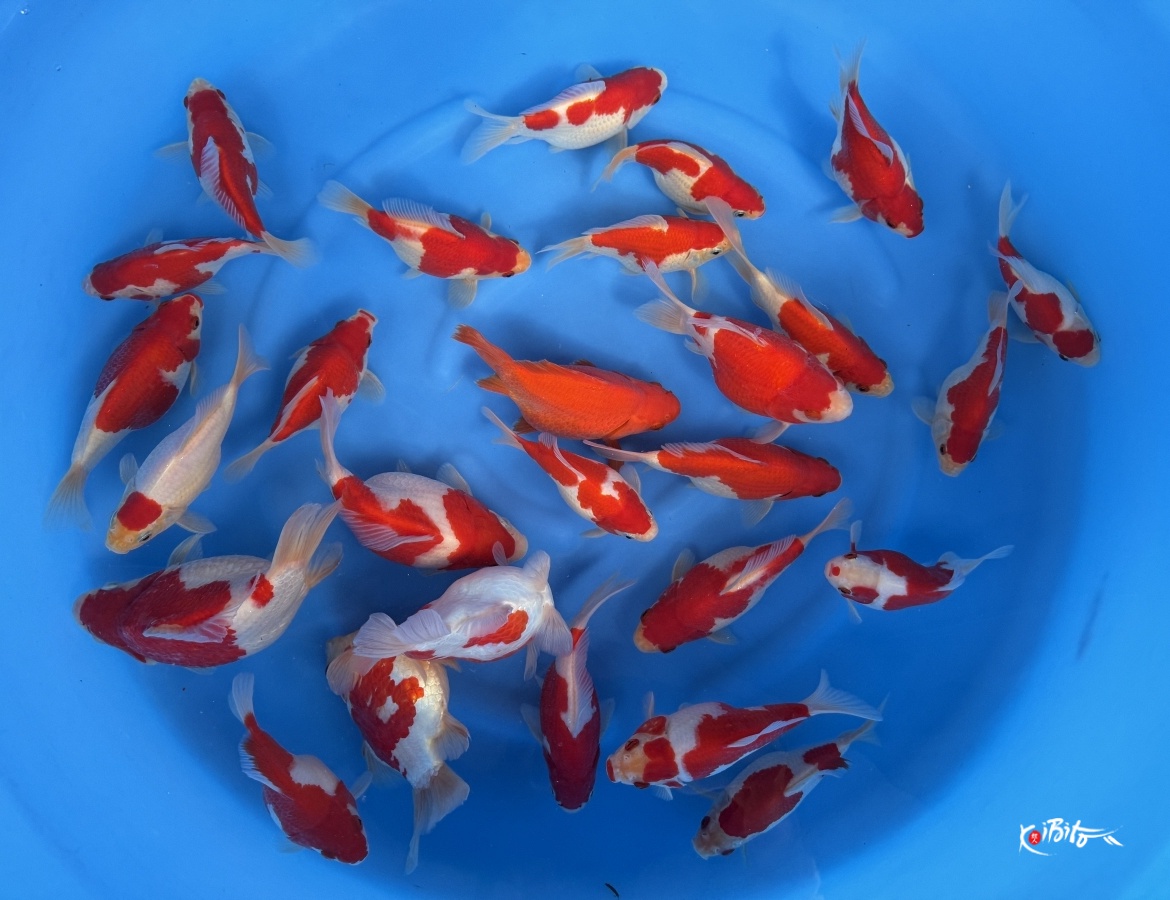 Tamasaba Super Monster Bloodline!! (Marushin)