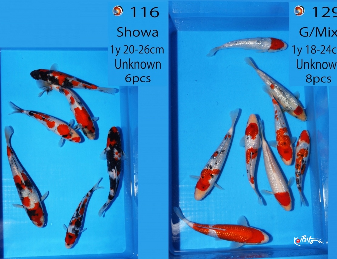 WYSIWYG Tosai showa and ginrin mix 14pcs  (Kataoka)