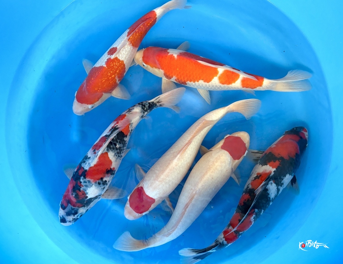 WYSIWYG 2sai Mix Selected x 6pcs (Maruhiro)