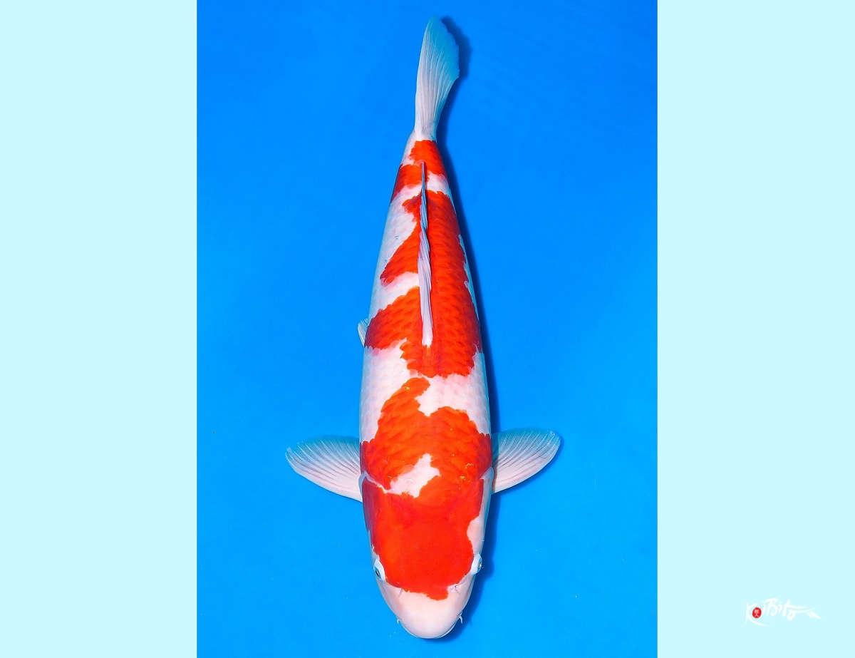 2Y Kohaku (Niigata Breeders auction March 2026) Azukari (Murata)