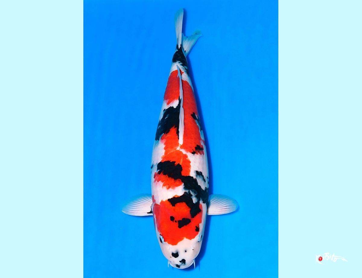 3Y Showa (Niigata Breeders auction March 2026) Azukari - Dai (Murata)