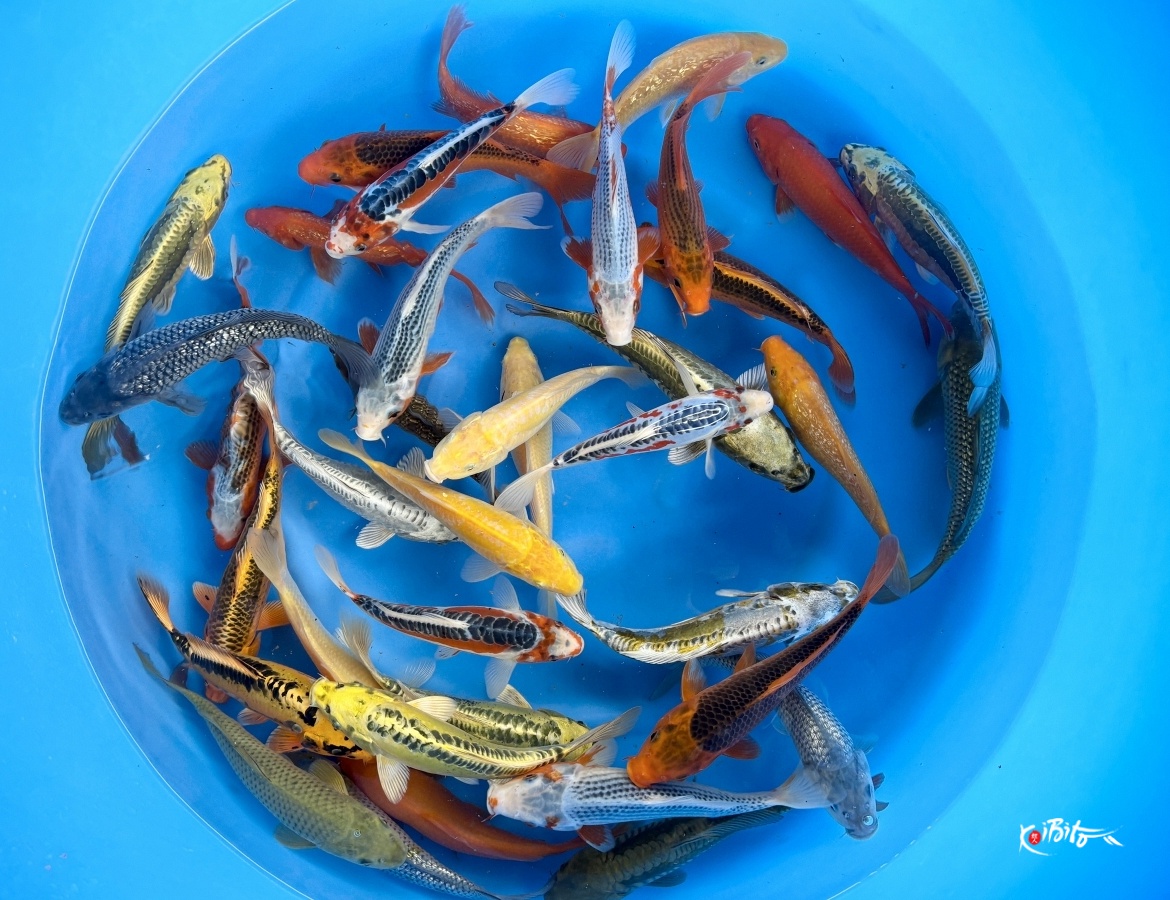 Small 2sai Non Gosanke Mix : 25-30 cm (Sample) (Hirasawa (Marusei))