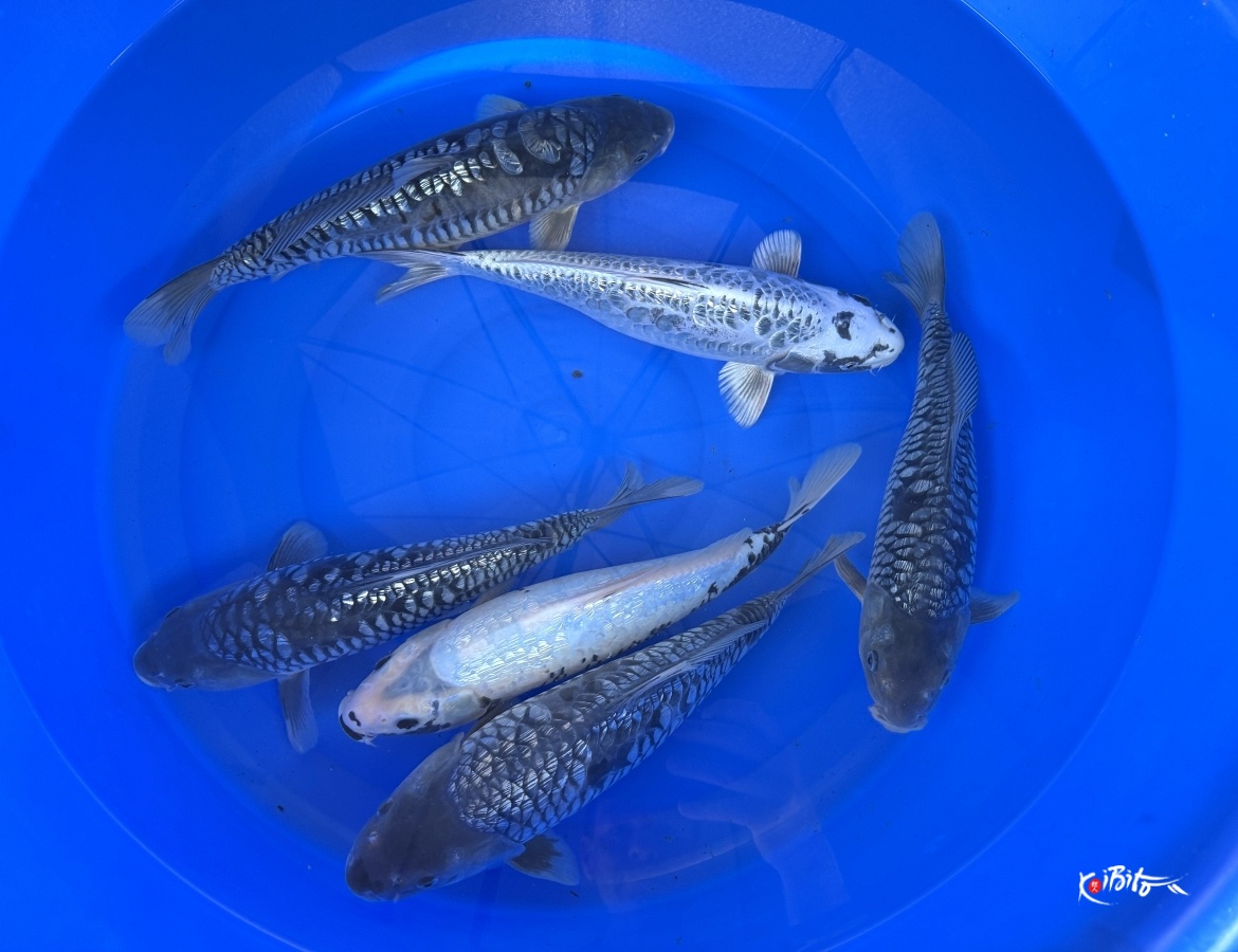 2Y Aragoke / GR Matsukawabake Mix WYSIWYG (Takatatsu)