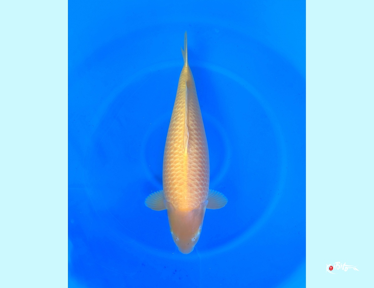 4Y HQ Kigoi - super good Koi (Hirasawa (Marusei))