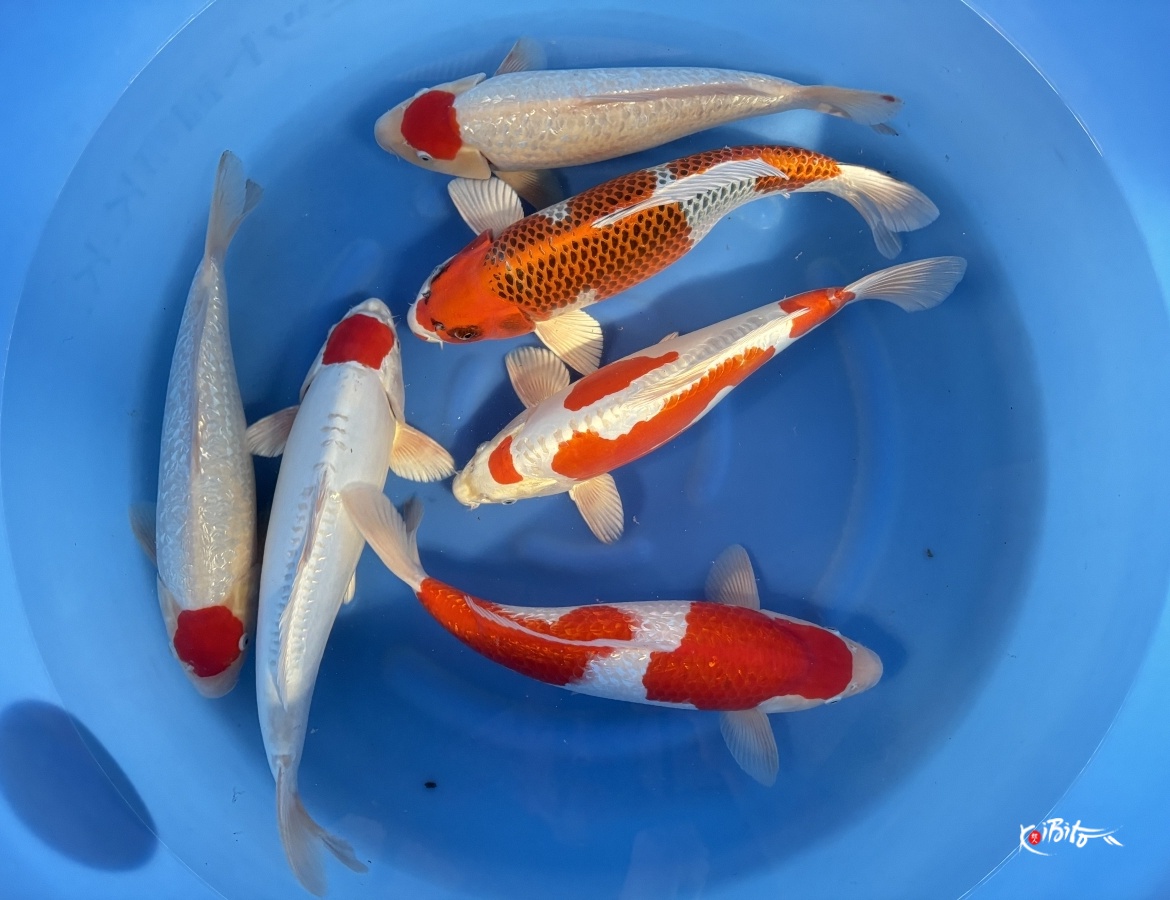 WYSIWYG 2Y Mix x 6pcs (Yagenji)