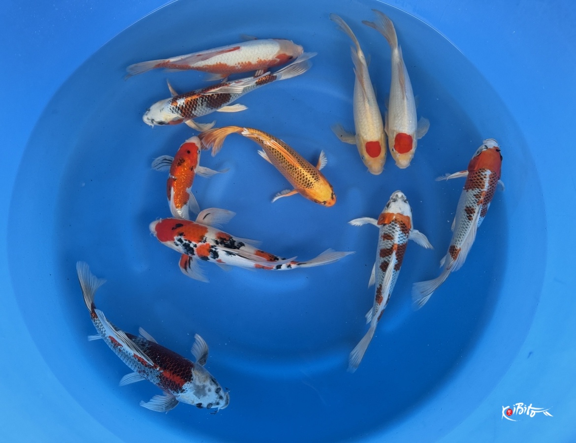2Y Butterfly mix Mix WYSIWYG (Suda)