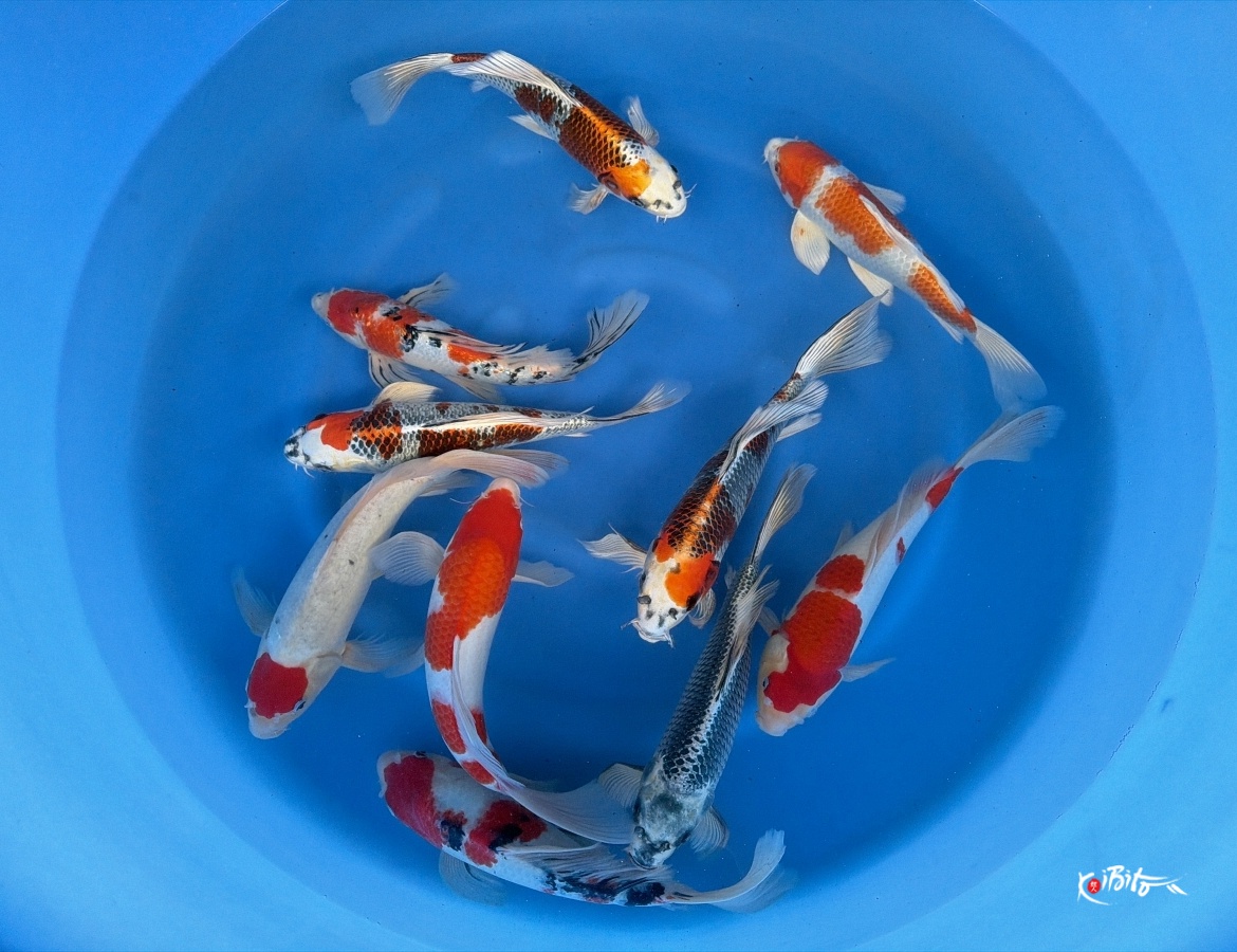 2Y Butterfly mix Mix WYSIWYG (Suda)