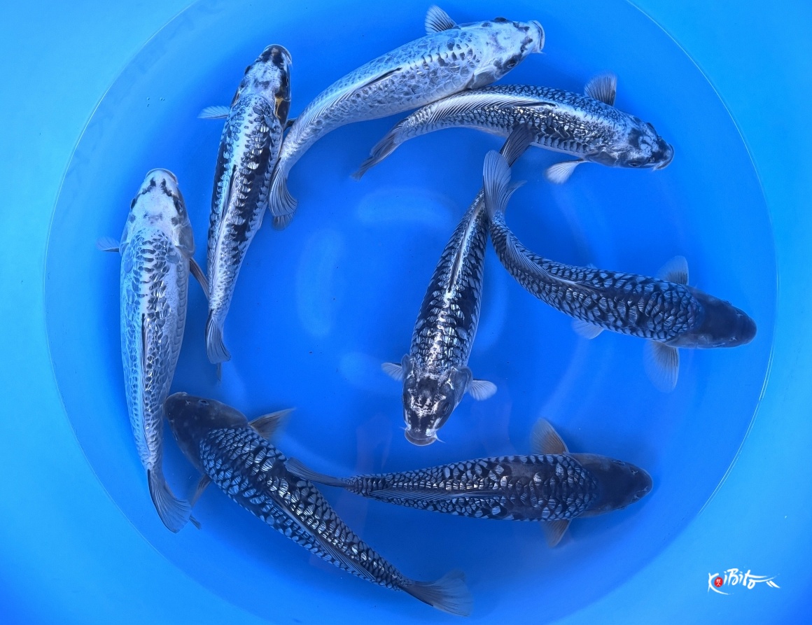WYSIWYG 2Y Aragoke Mix x 8pcs (Takatatsu)