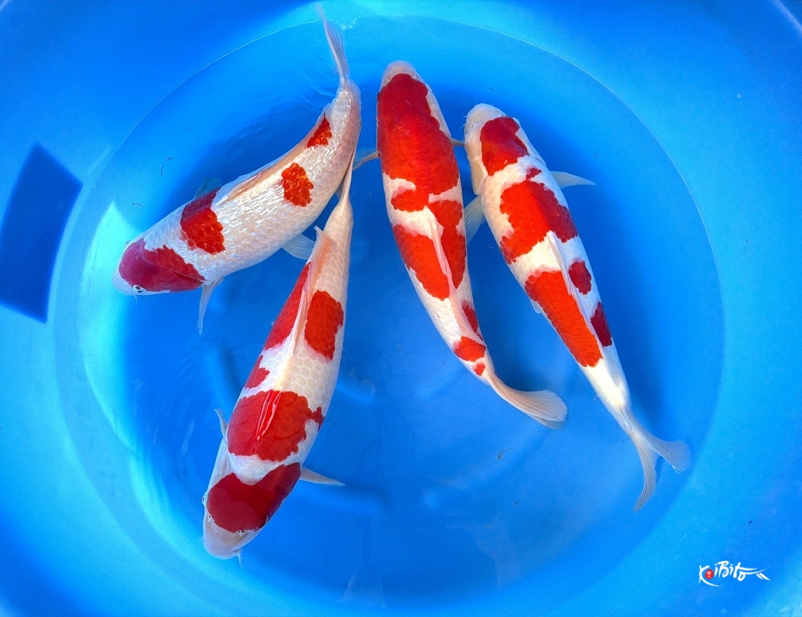 2Y GR Kohaku / Kohaku (Conias (Hiroi/Yozen))