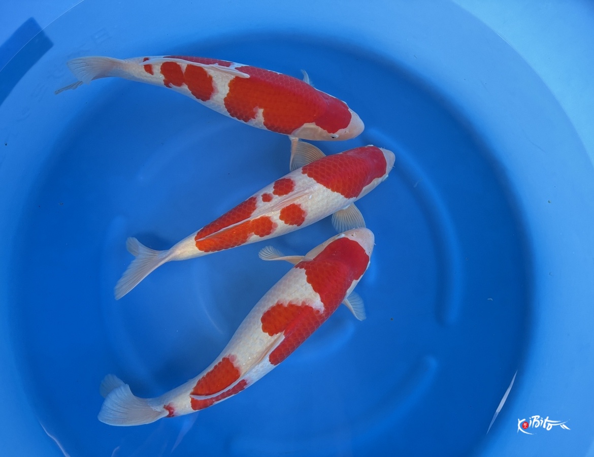 WYSIWYG 2Y HQ Male kohaku x 3pcs (Hoshikin)