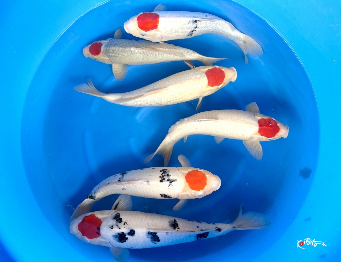 WYSIWYG 2Y Tancho Mix x 6pcs (Suda)