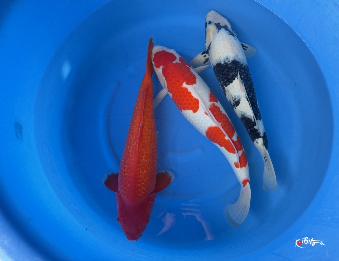 2Y GR Benigoi, Kohaku, Shiro Utsuri (Ogata)