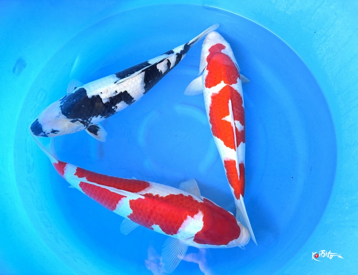 2Y HQ Shiro Utsuri, Kohaku 2x (Ogata)