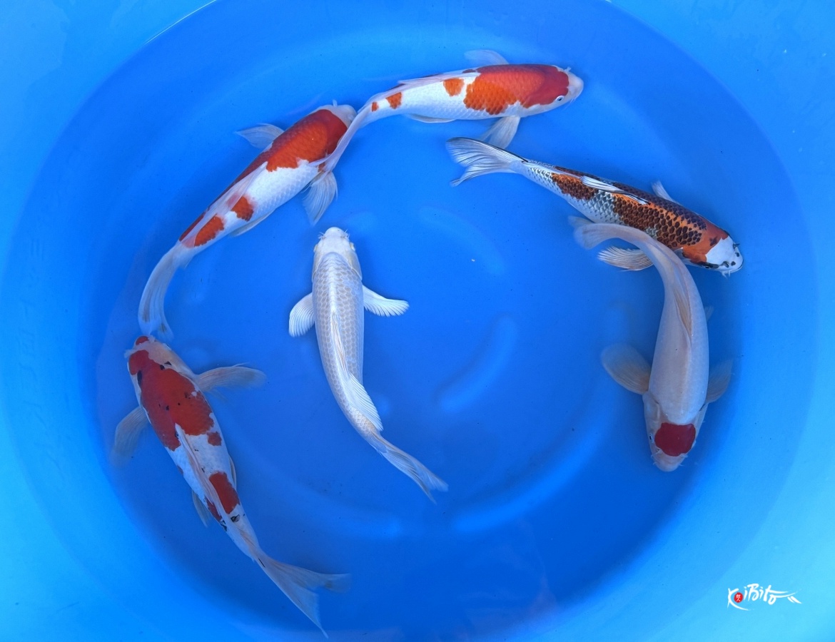 2Y Longfin Mix (Suda)