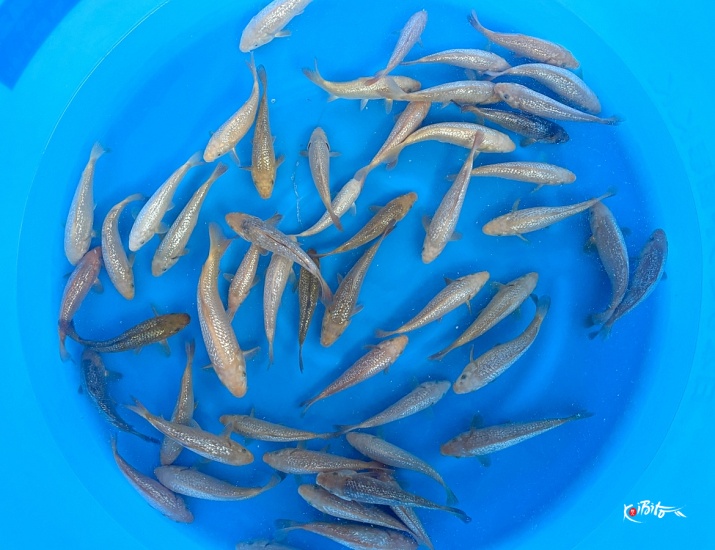 -Limited Stock Only 2 Boxes-  Tosai GR Karashi 17-25 cm (Sam (Torazo (Urakawa))