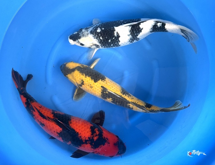 WYSIWYG 3sai Female Mix Selected 53-60 cm x 3pcs (Maruhiro)