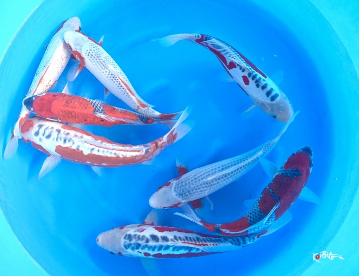 2sai Better Mix (Breeder's Pick) x 8pcs : 35-40 cm ()