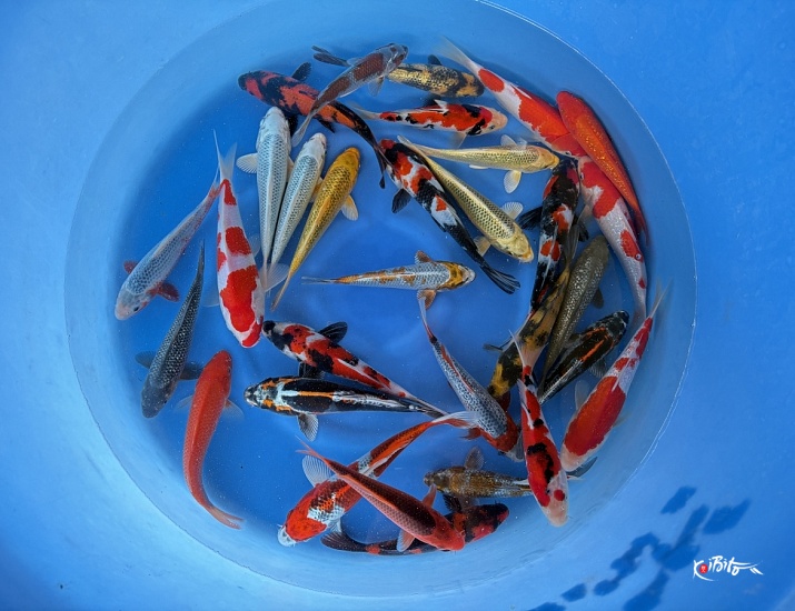 WYSIWYG Tosai tateshita mix 30pcs (Maruhiro)