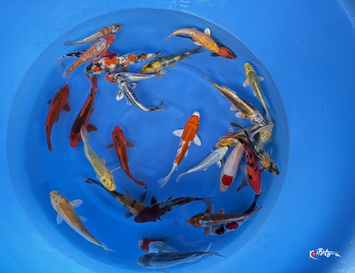 WYSIWYG Tosai tateshita mix 30pcs (Maruhiro)