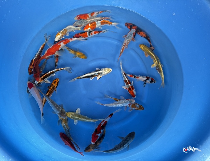 WYSIWYG Tosai tateshita mix 30pcs (Maruhiro)