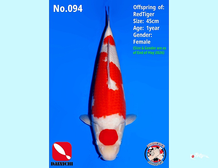1Y Kohaku ()