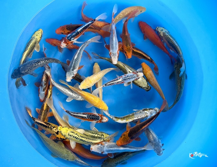 Small 2sai Non Gosanke Mix : 20-25 cm (Sample) (Hirasawa (Marusei))