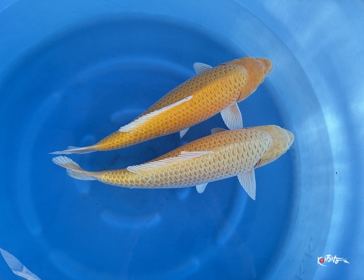 WYSIWYG 3Y Yamabuki ogon x 2pcs (Marudo)