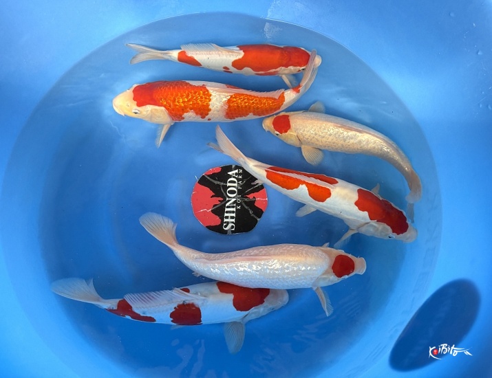 2Y GR Tancho, GR Kohaku, Doitsu Sanke-Kohaku WYSIWYG (Shinoda)