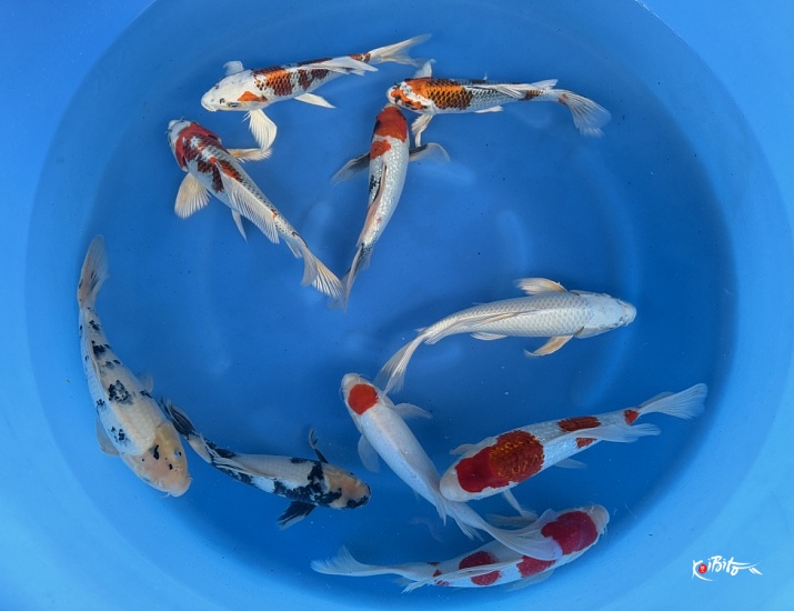 2Y Butterfly mix Mix WYSIWYG (Suda)