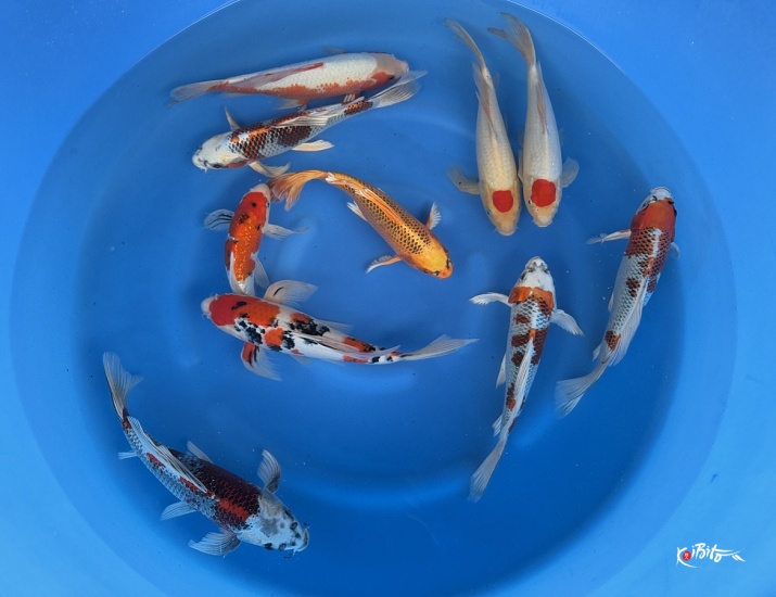 2Y Butterfly mix Mix WYSIWYG (Suda)