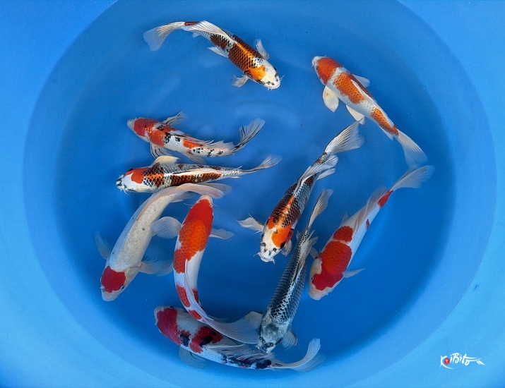 2Y Butterfly mix Mix WYSIWYG (Suda)
