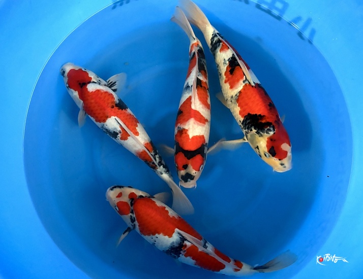 WYSIWYG 2Y Male Showa x 4pcs (Odakan)