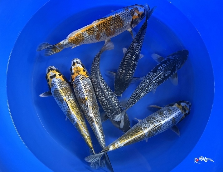 WYSIWYG 2Y Kawari Mix x 7pcs (Takatatsu)