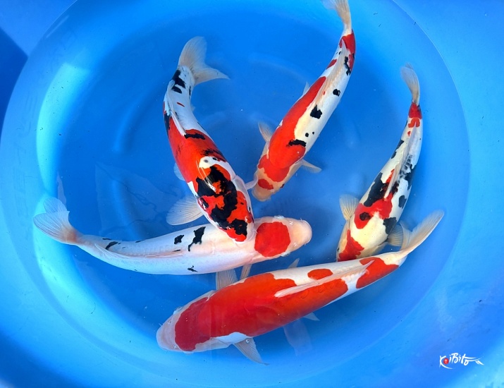 2Y D Showa, D Kohaku, D Sanke - Tancho sanke (Conias (Hiroi/Yozen))