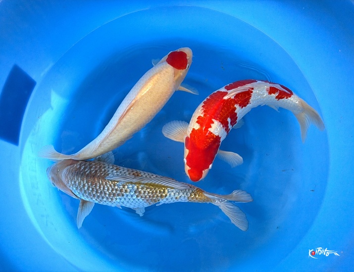 2Y GR Ochiba, GR Kohaku, Tancho Kohaku (Conias (Hiroi/Yozen))