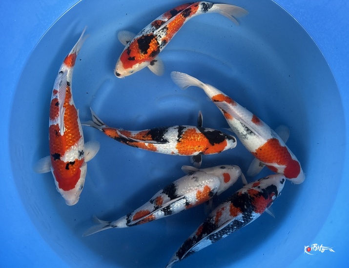 WYSIWYG 2Y Many Females Selected Mix x 6pcs (Suda)