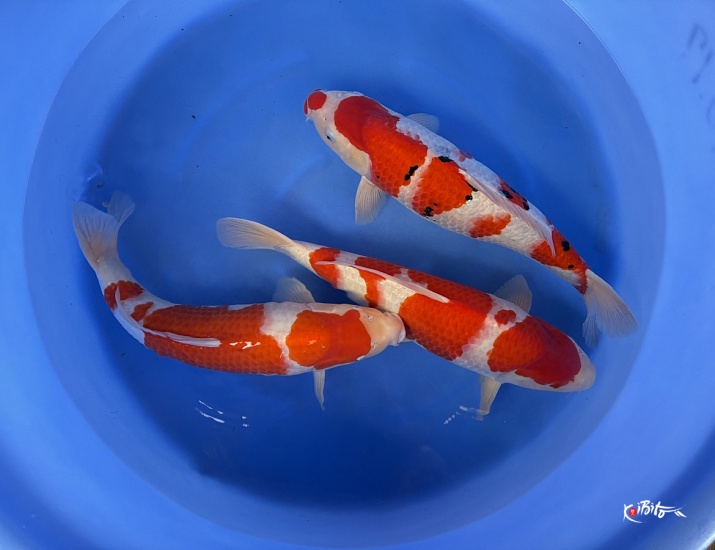 WYSIWYG 2Y Female kohaku + sanke (blanc certificates) x 3pcs (Marudo)