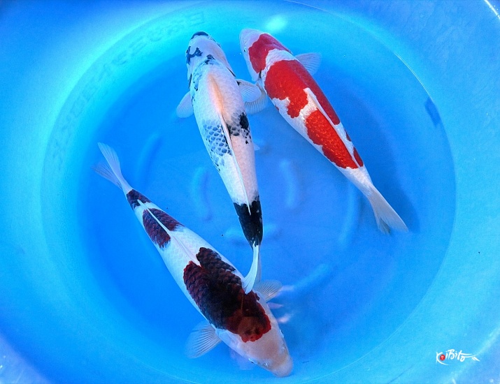 2Y HQ Goromo, GR Kohaku, Shiro Utsuri (Ogata)