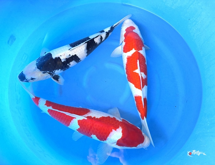 2Y HQ Shiro Utsuri, Kohaku 2x (Ogata)