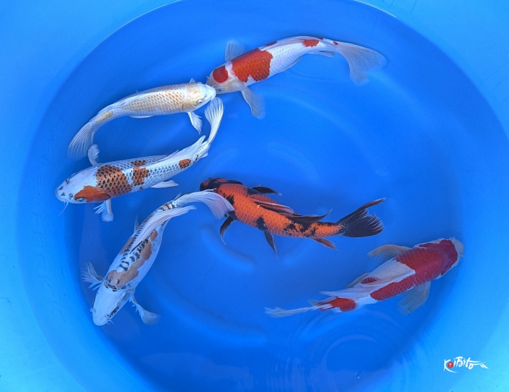 2Y Longfin Mix (Suda)