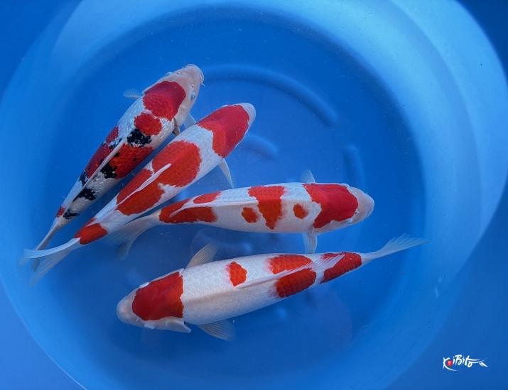 WYSIWYG 2Y Female Kohaku 3pcs + ginrin  sanke 1pcs (Nagoshi)